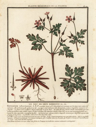 Herb-Robert, Geranium robertianum by Unbekannter Künstler