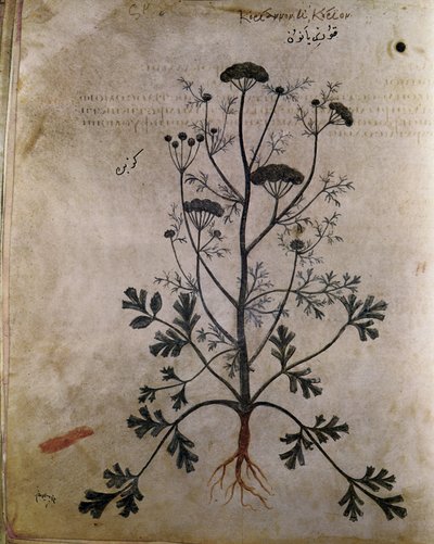 Herbals Coriander by Unbekannt