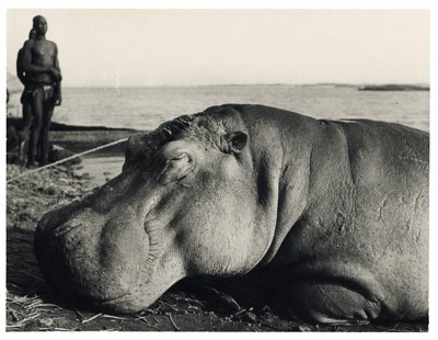 Hippopotamus by Unbekannter Künstler