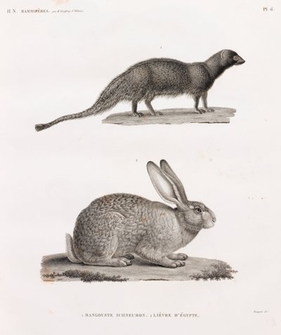 Ichneumon Mongoose and Hare from Egypt by Unbekannt