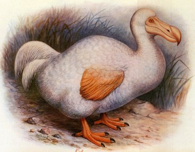 Illustration of Didus Solitarius (White Dodo of the Reunion, Solitaire) by Unbekannt