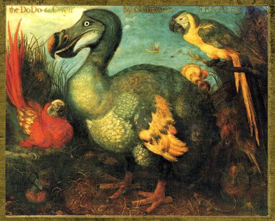 Illustration of Raphus Cucullatus (Dodo of Mauritius, Dronte) by Unbekannt