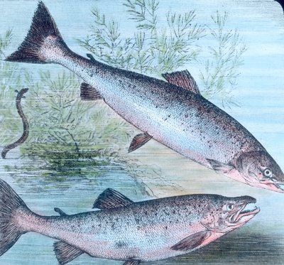 Illustration of Salmon and Salmon Trout by Unbekannter Künstler