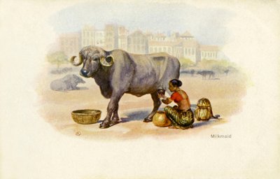 Indian milkmaid and ox by Unbekannter Künstler
