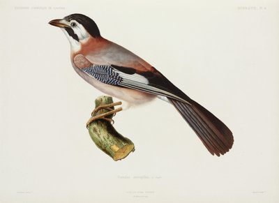 Jay, Algeria by Unbekannter Künstler