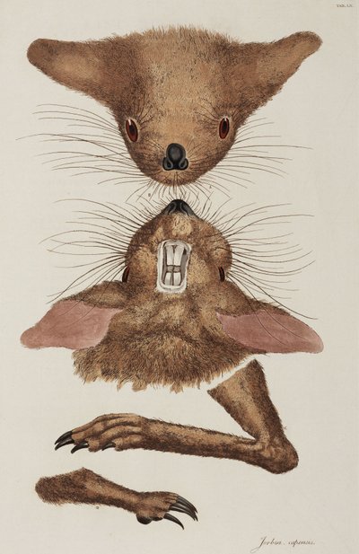 Jerboa by Unbekannter Künstler