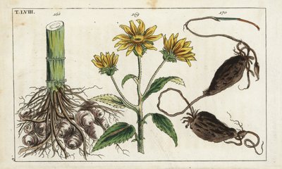 Jerusalem Artichoke, Helianthus tuberosus Root by Unbekannter Künstler