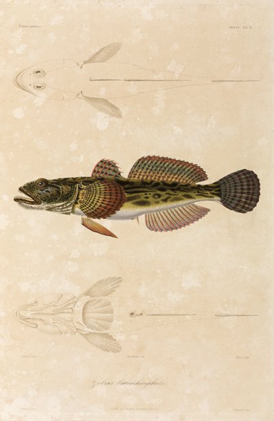 Knout goby, Black Sea by Unbekannt