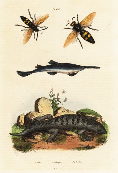 Largetooth Sawfish, Skink and Wasps by Unbekannter Künstler