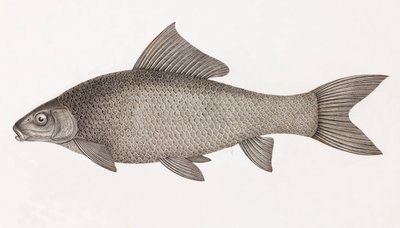 Lebis Cyprinid by Unbekannt