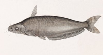 Schilbe Catfish by Unbekannt