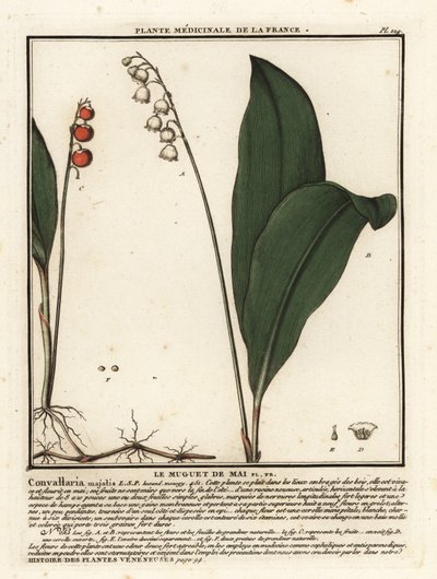 Lily of the Valley, Convallaria majalis by Unbekannter Künstler