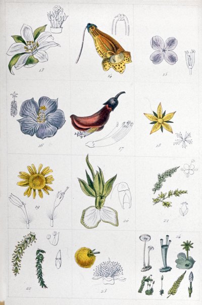 Linne System, c.1850 by Unbekannter Künstler