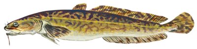 Burbot (Lota lota) by Unbekannter Künstler