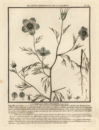 Love-in-a-Mist, Nigella Arvensis by Unbekannter Künstler