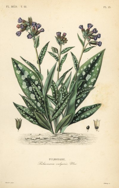 Lungwort by Unbekannt