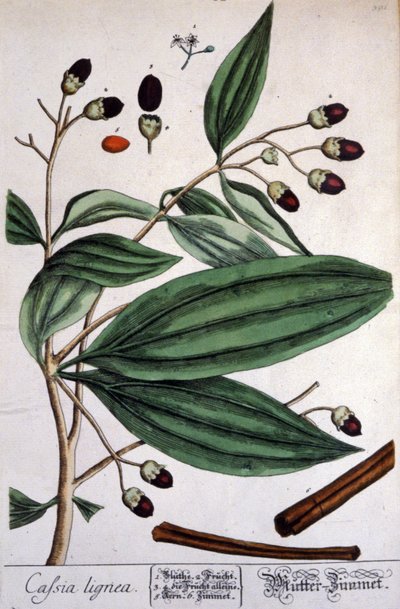 Malabar Cinnamon Plant by Unbekannter Künstler