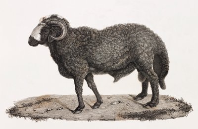 Mammals: A Ram with a Large Tail by Unbekannt
