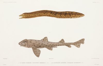 Marbled moray eel and shark by Unbekannter Künstler