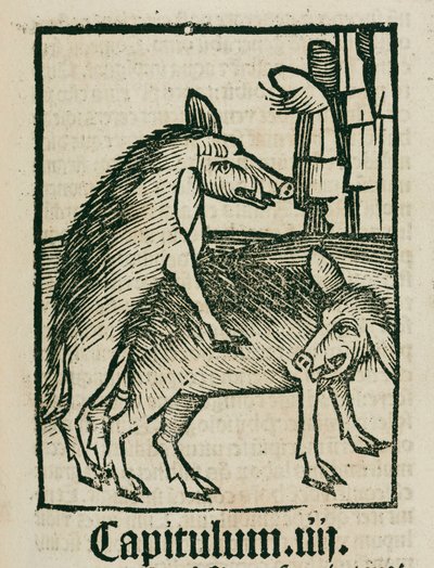 Mating boars by Unbekannt