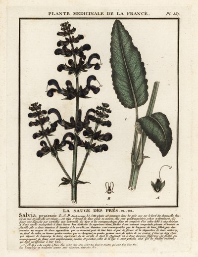 Meadow clary, Salvia pratensis by Unbekannter Künstler