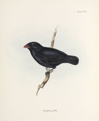 Medium Ground Finch, Galapagos Islands, c 1832-1836 by Unbekannter Künstler