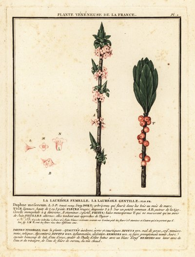 Mezereon, Daphne mezereum by Unbekannter Künstler