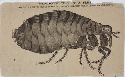 Microscopy by Unbekannt