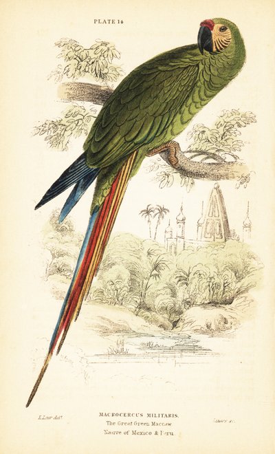 Military Macaw, Ara Militaris 1889 by Unbekannter Künstler