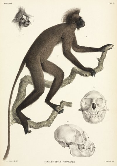 Monkey and skull details, Sumatra, Indonesia by Unbekannt