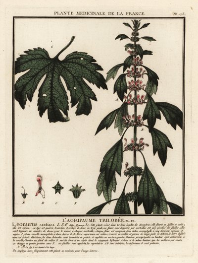 Motherwort, Leonurus cardiaca by Unbekannter Künstler