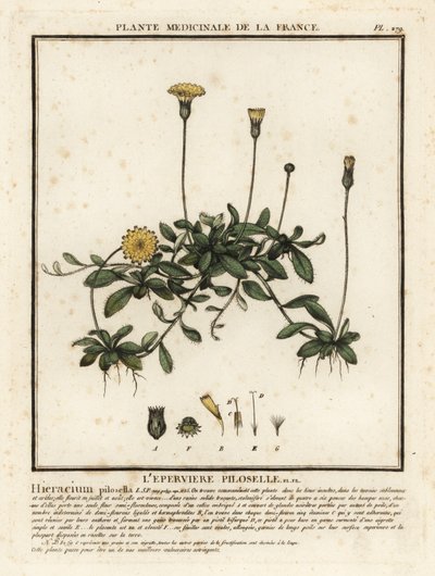 Mouse-ear Hawkweed, Pilosella Officinarum by Unbekannter Künstler