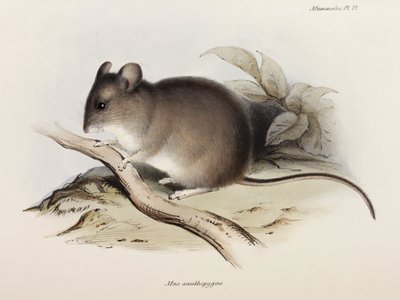 Mouse, c 1832-1836 by Unbekannter Künstler