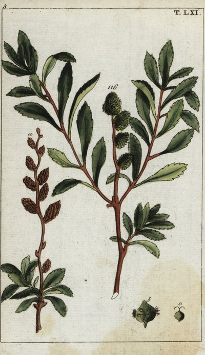 Myrica gale by Unbekannter Künstler