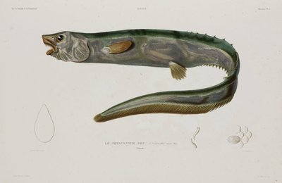 Natacanthus Nasus, Iceland, Early 19th Century by Unbekannter Künstler