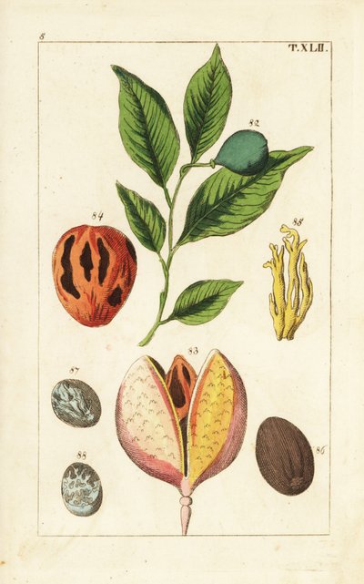 Nutmeg and mace tree, Myristica fragrans by Unbekannter Künstler