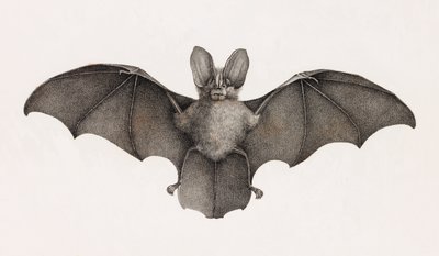Nycetere of Thebaide, Bats in Egypt by Unbekannt