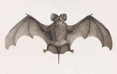 Nyctinome from Egypt, Bats in Egypt by Unbekannt