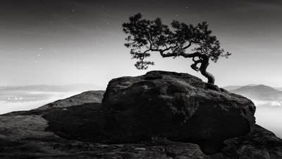 Old Pine, Lilienstein, Switzerland, 2015 by Leopold Blonder
