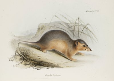 Opossum, c. 1832-1836 by Unbekannt