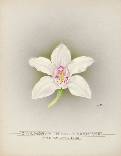 Orchid by Unbekannter Künstler