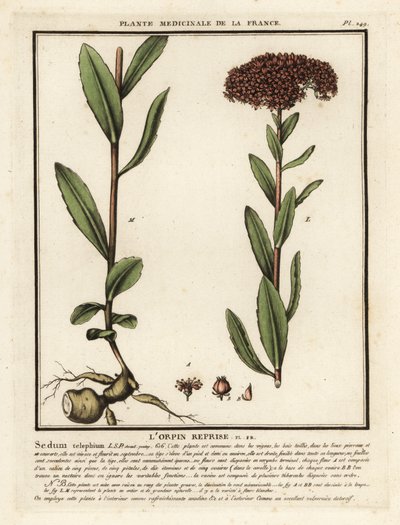 Orpine, Sedum telephium by Unbekannter Künstler