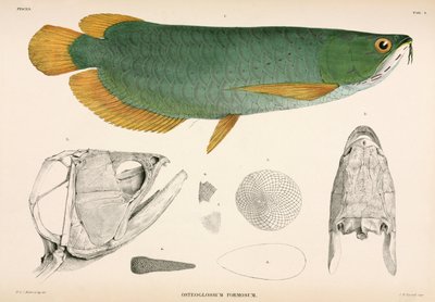 Osteoglossum Formosum, Indonesia by Unbekannter Künstler