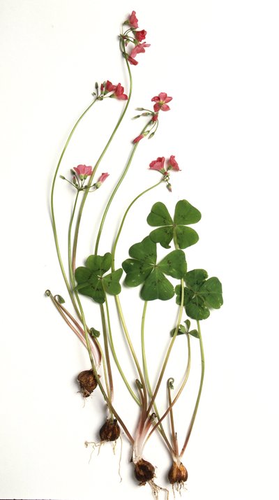 Oxalis tetraphylla, Oxalide of Deppe by Unbekannt