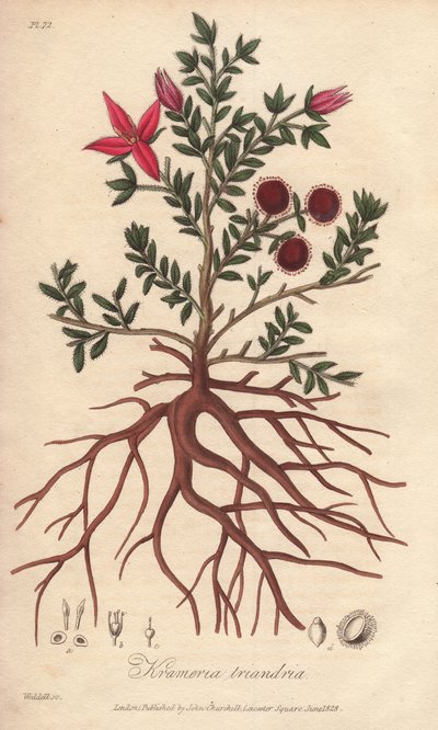 Para or Peruvian Rhatany, Krameria Lappacea by Unbekannter Künstler