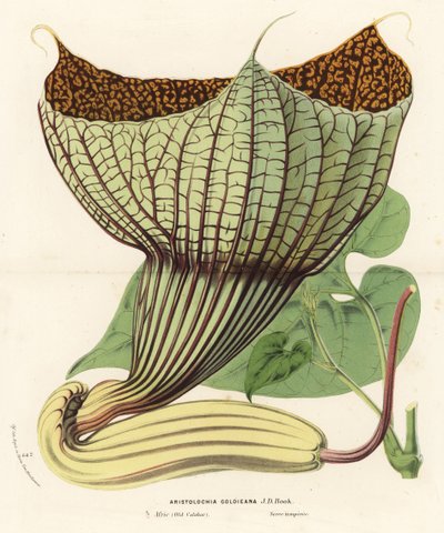 Pararistolochia goldieana. Handcoloured lithograph from Louis van Houtte and Charles Lemaire