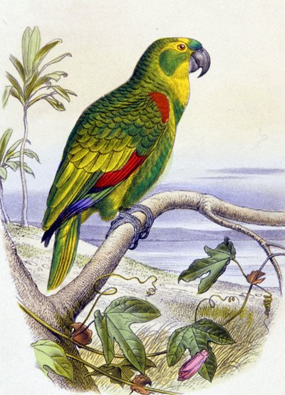 Parrot with Blue Fronthead by Unbekannter Künstler