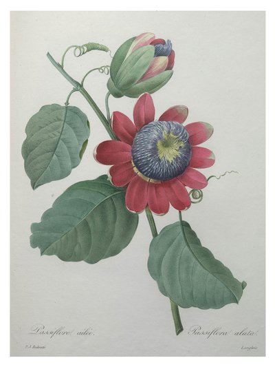 Passion Flower by Unbekannt