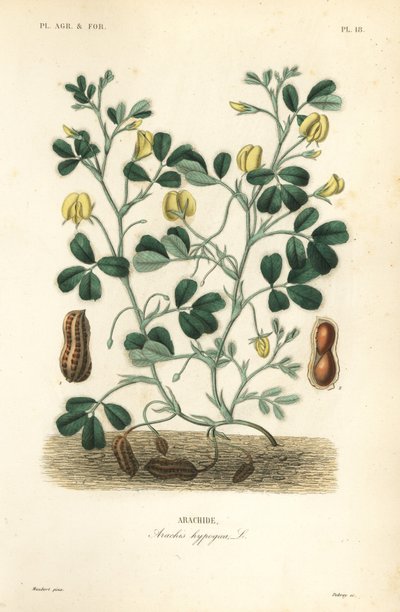 Peanut or groundnut, Arachis hypogaea by Unbekannt