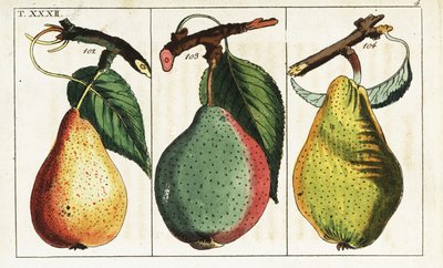 Pear Varieties, Pyrus communis by Unbekannter Künstler